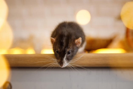 How much does rodent control cost