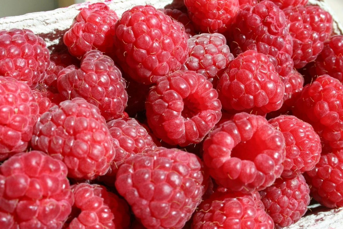 Starling Raspberry Seeds - Non-GMO Fruit Seeds - 125 Seeds - Rubus idaeus - Bulk Seed for Gardening