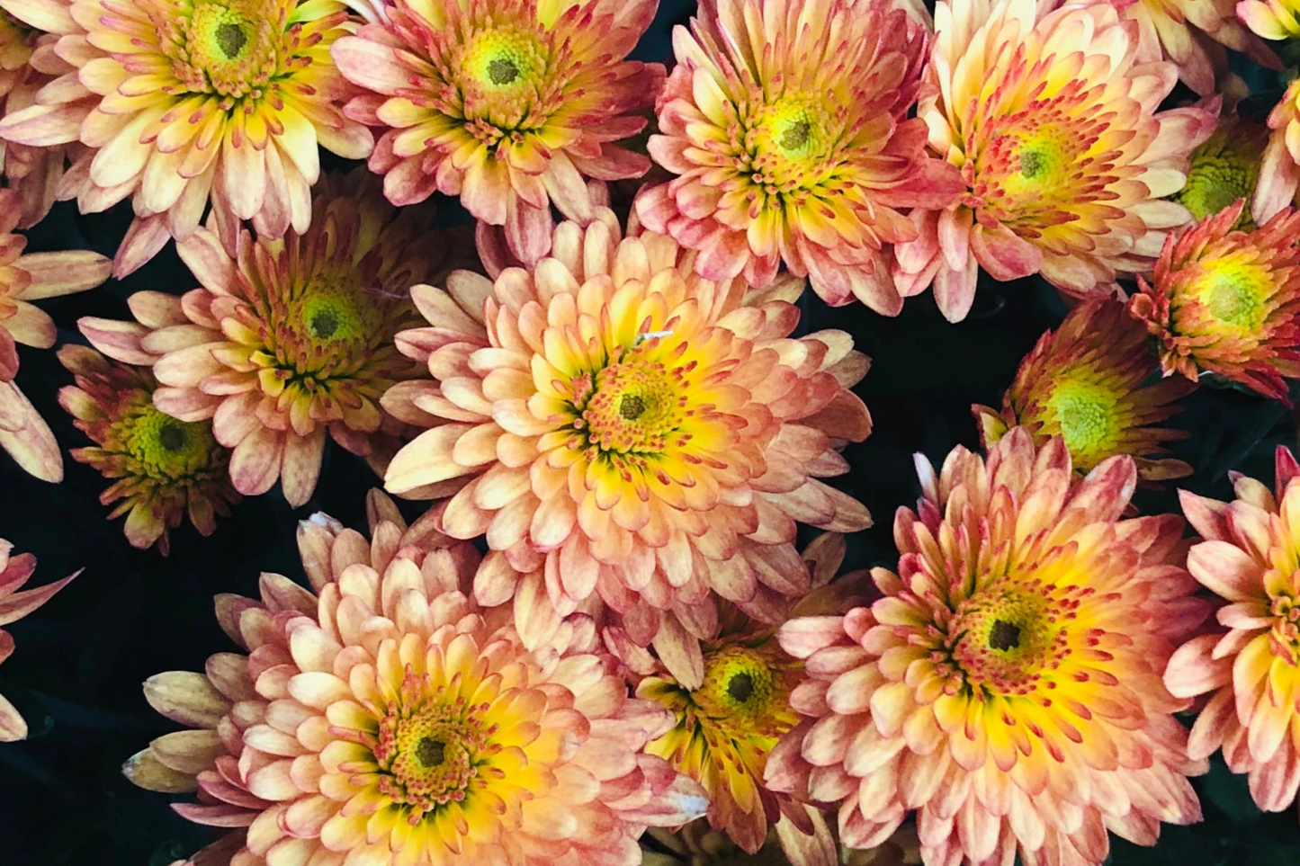 Chrysanthemum Seeds - Strawberry Butter Mum - 200 Flower Seeds - Mum Flower Seeds - Garden Plants