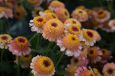 Zinderella Peach Zinnia Seeds - 100+ Double Bloom Seeds - USA Grown - - Cut Flower Garden - Butterfly Magnet - Heat Tolerant