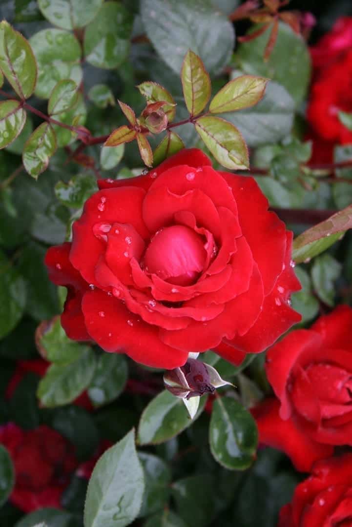 Super Rare Black Cherry Rose Cuttings (3 Unrooted) – Rosa ‘Black Cherry’ Dark Red Rose for Rooting & Grafting