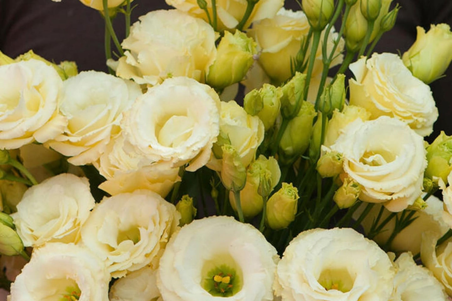 Lisianthus Seeds - Everlast Mix - Non-GMO Heirloom Flower Seeds - Eustoma grandiflorum