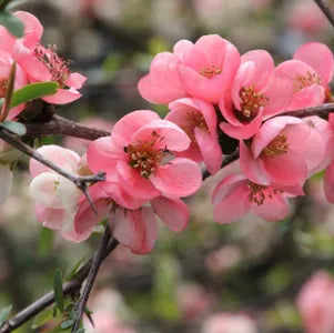 Pink Flowering Quince Tree (Chaenomeles speciosa) | Live Bare Root Shrub | Hardy Ornamental Blooms | Spring Flowering Sapling