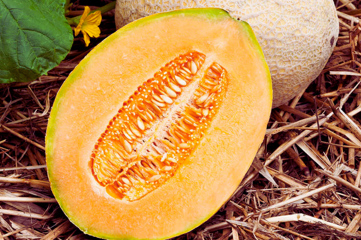 Hales Best Jumbo Cantaloupe Seeds | Non-GMO Muskmelon Seeds | Hale’s Best Melon Variety
