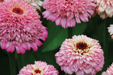 Zinderella Lilac Zinnia Seeds - 100+ Double Bloom Seeds - USA Grown - - Cut Flower Garden - Butterfly Magnet - Easy Grow