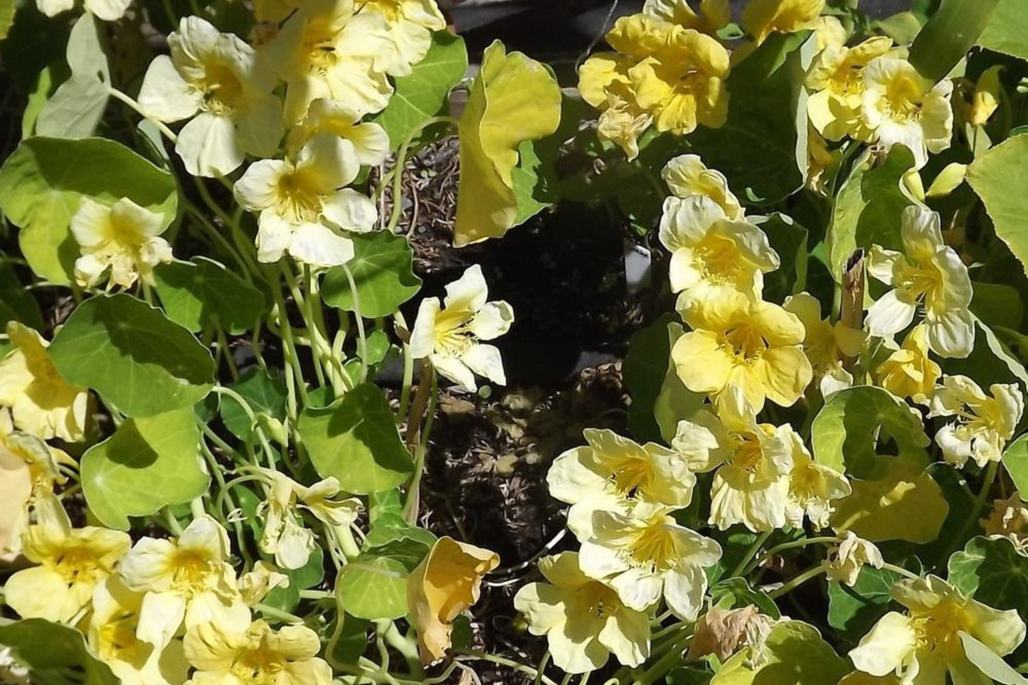 Moonlight Nasturtium Seeds | Creamy Yellow Blooms | Trailing Vines | Edible Flowers | | Heirloom