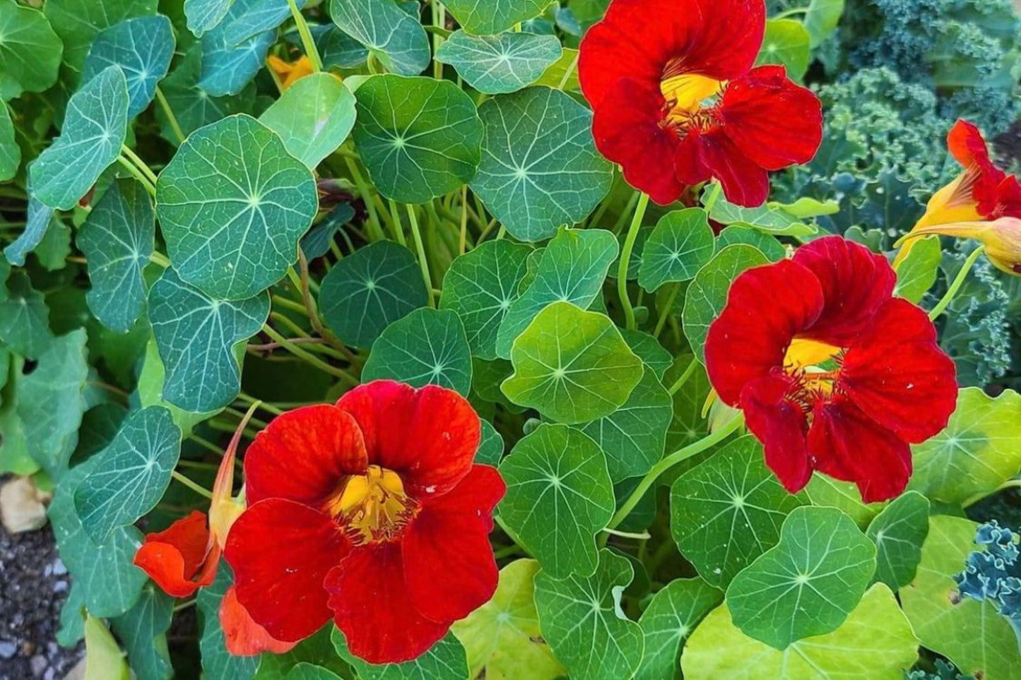 Empress Of India Nasturtium Seeds | Crimson Blooms | Edible Flowers | Non-GMO | | Compact & Fragrant