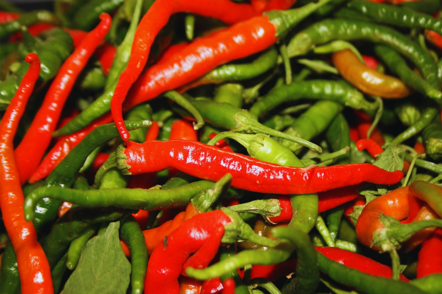 Hot Cayenne Long Slim Pepper Seeds - 40+ NON-GMO Heirloom Seeds for Home Gardening - Capsicum annuum