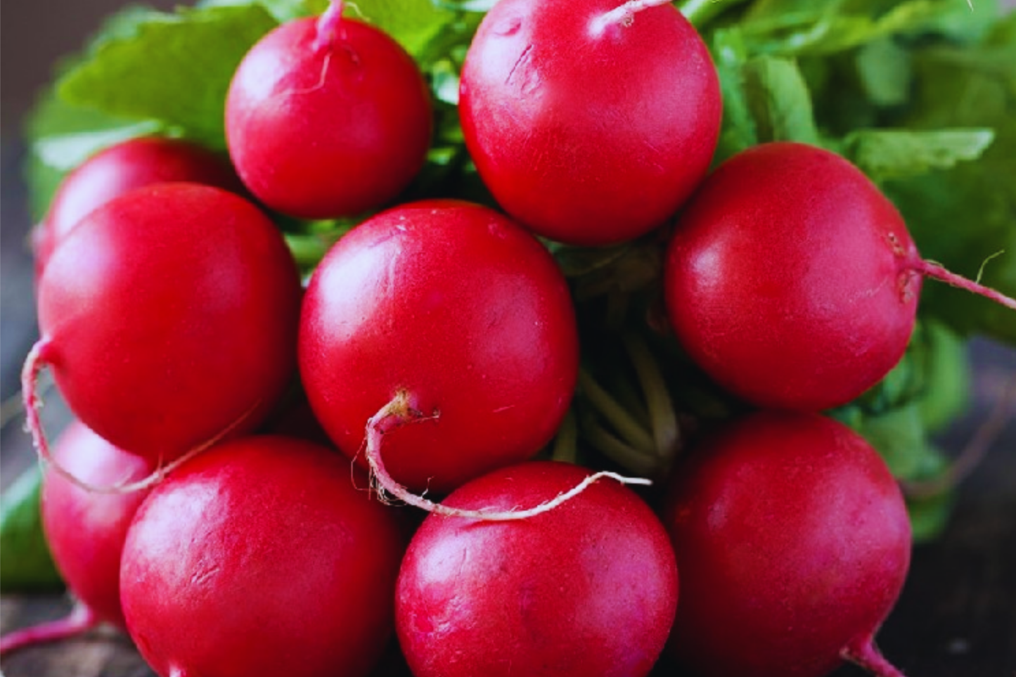 Crimson Giant Radish Seeds - Big Round Red Vegetable Seeds - Raphanus sativus
