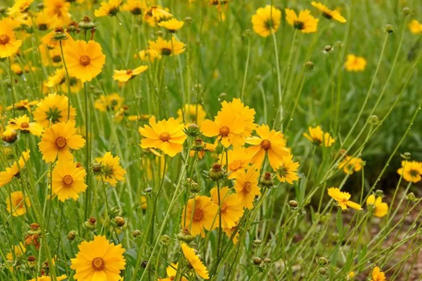 Lance Leaf Coreopsis Seeds | Non-GMO | Golden Yellow Blooms | Drought Tolerant | Attracts Pollinators |
