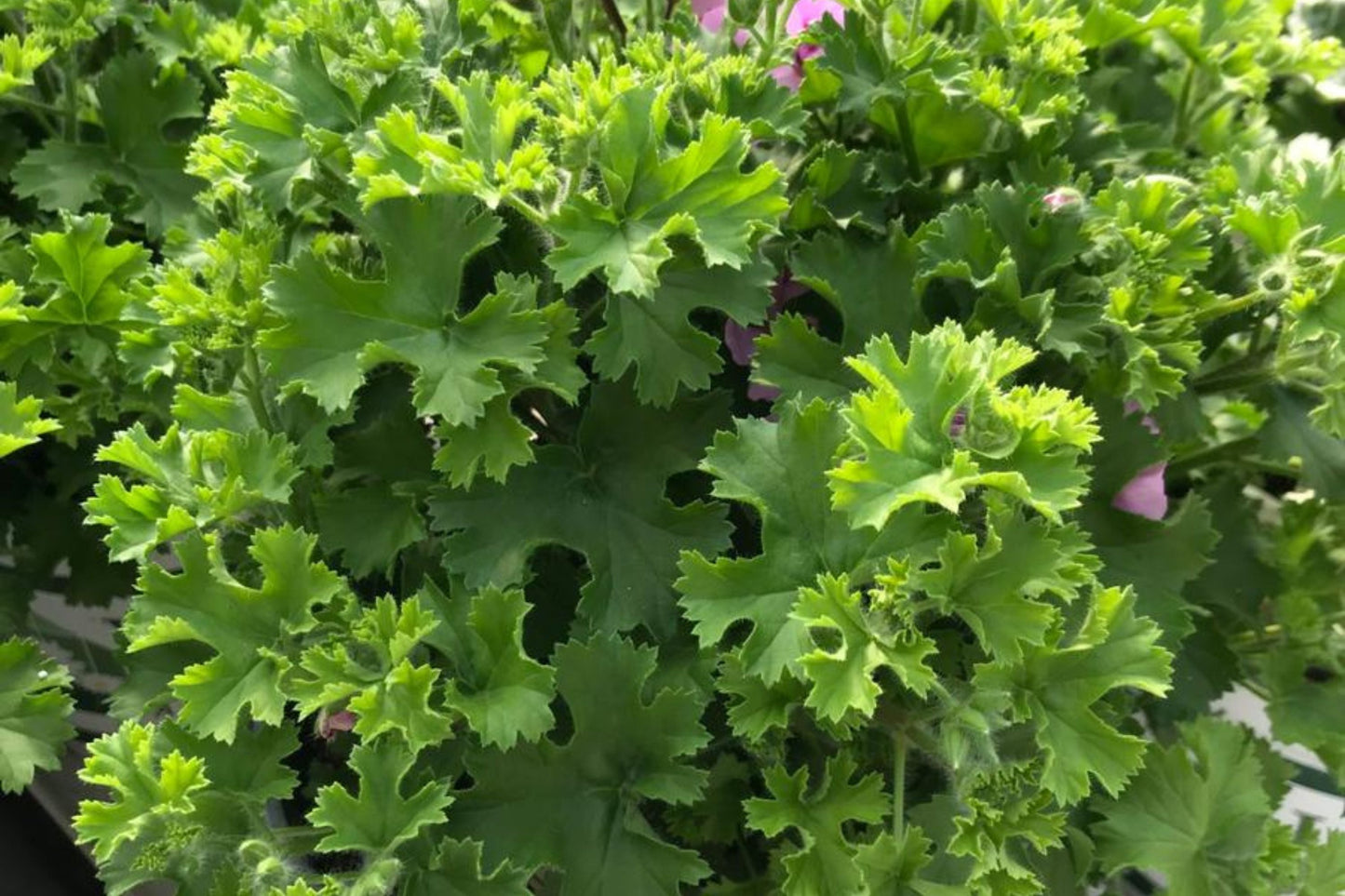Citrosa Geranium - 25 Seeds Mosquito Repellent Plants - USA Grown - Fragrant Foliage - Butterfly Friendly - Easy Care