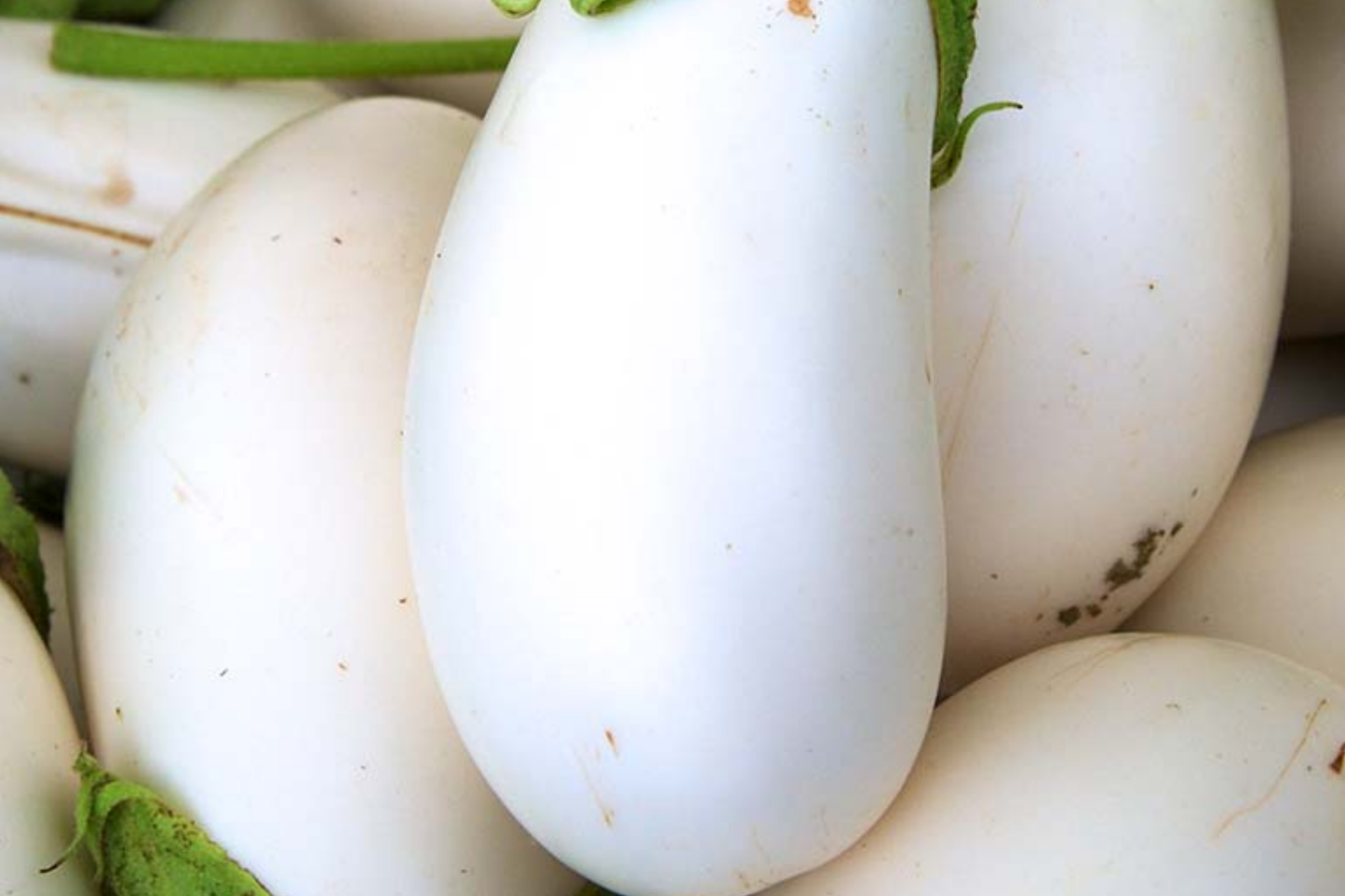 Thai Long White Eggplant Seeds | NON-GMO Long Snowy White Variety | Solanum melongena