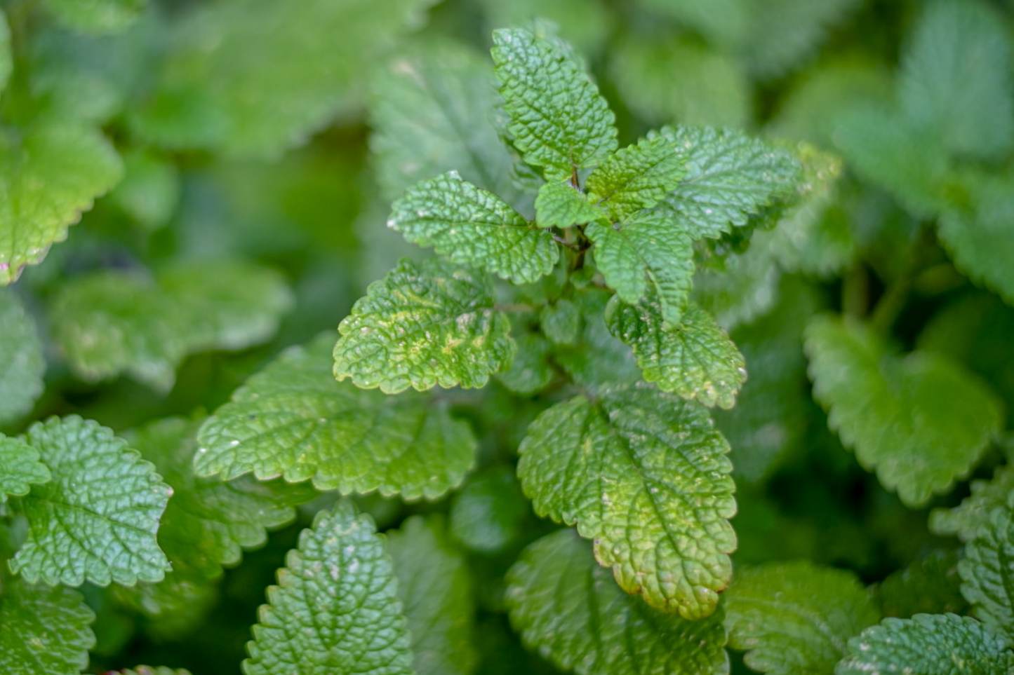 Lemon Balm Seeds - Melissa officinalis - Non-GMO Honey Plant Herb - 500mg Pack