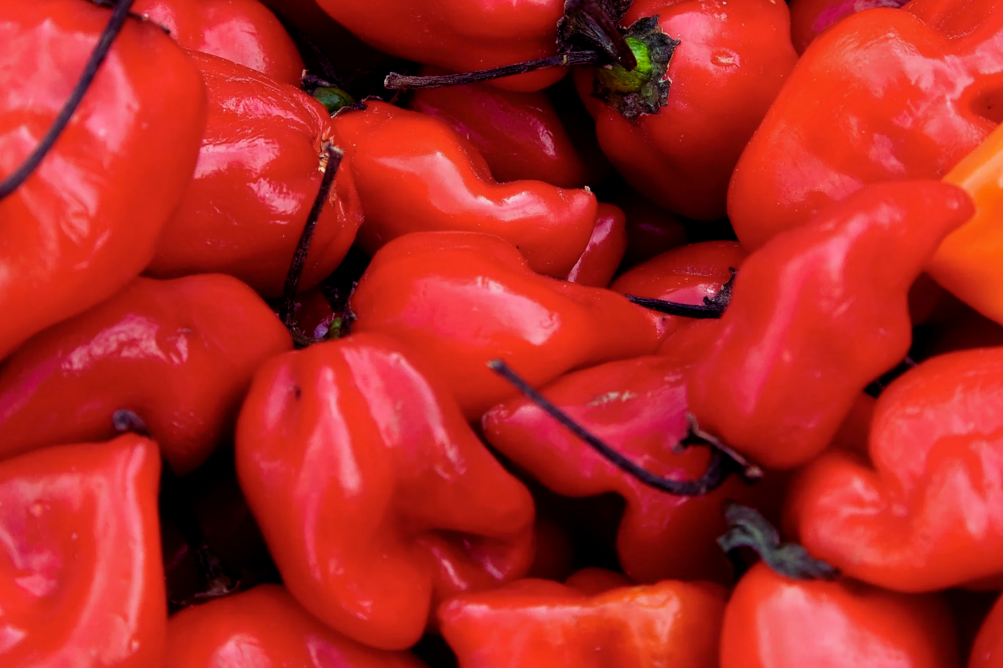 Red Caribbean Habanero Pepper Seeds | NON-GMO | Hot Pepper Seeds | Capsicum chinense