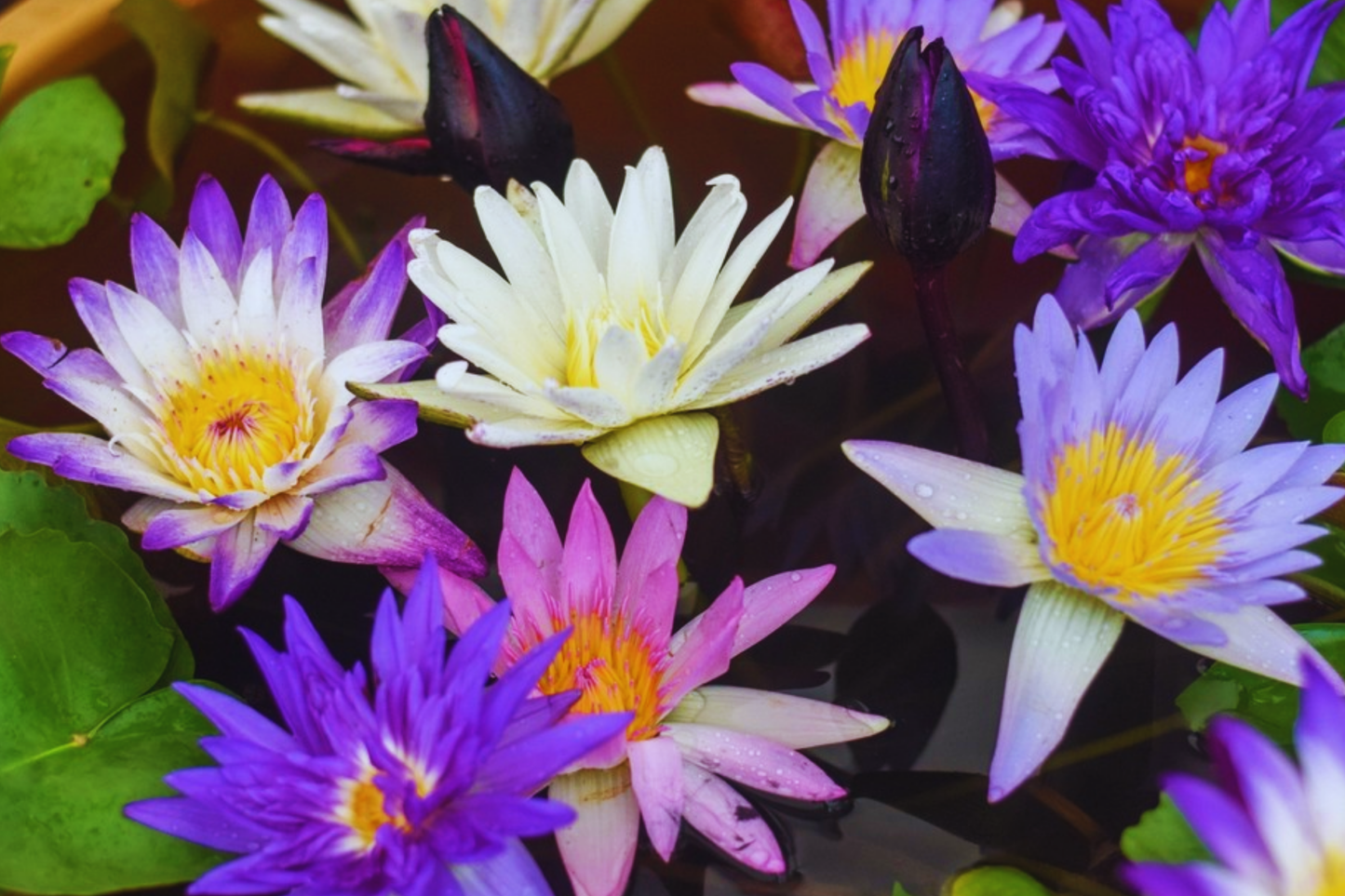 Mixed Lotus Nicked Seeds - 10 Pack - Aquatic Flowering Plants - USA Seller, Nelumbo nucifera