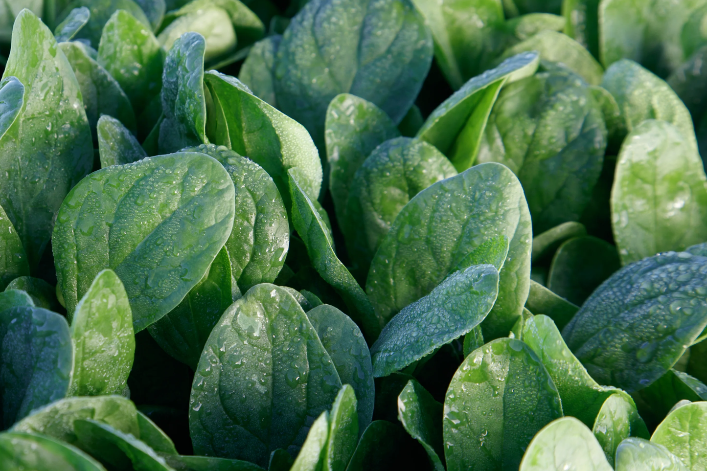 Lakeside Spinach Seeds | Non-GMO | Heirloom Variety | Spinacia oleracea