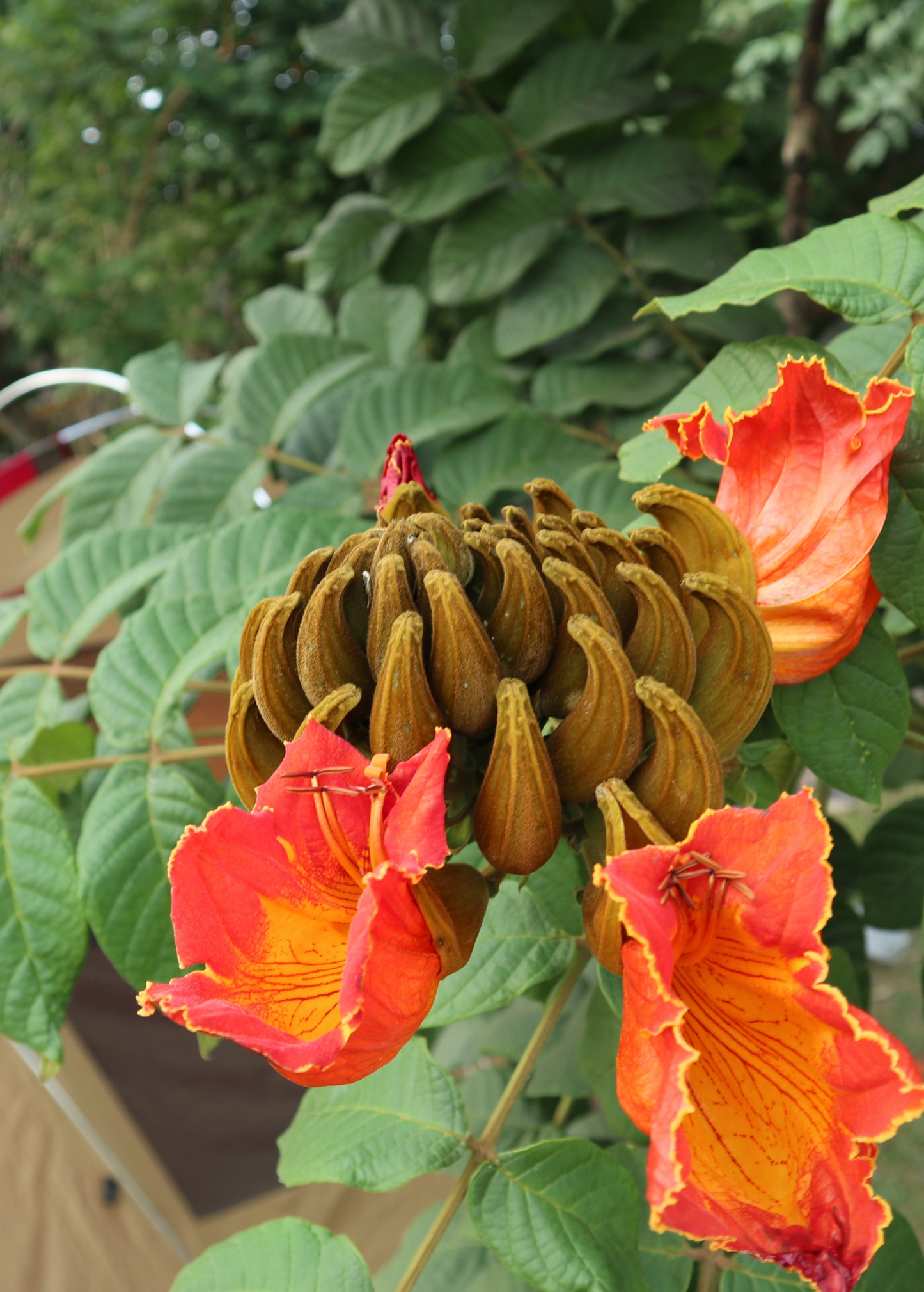 African Tulip Tree, Jamaican Donkey Pee Pee (Spathodea campanulata)
