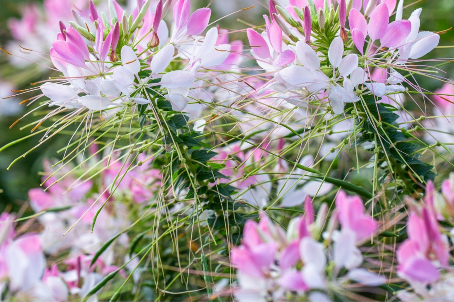 Cleome Seeds - 50 Count - Queen Mix (Pink, Purple, Rose, White) - Cleome hassleriana - Annual Garden Flower Seeds