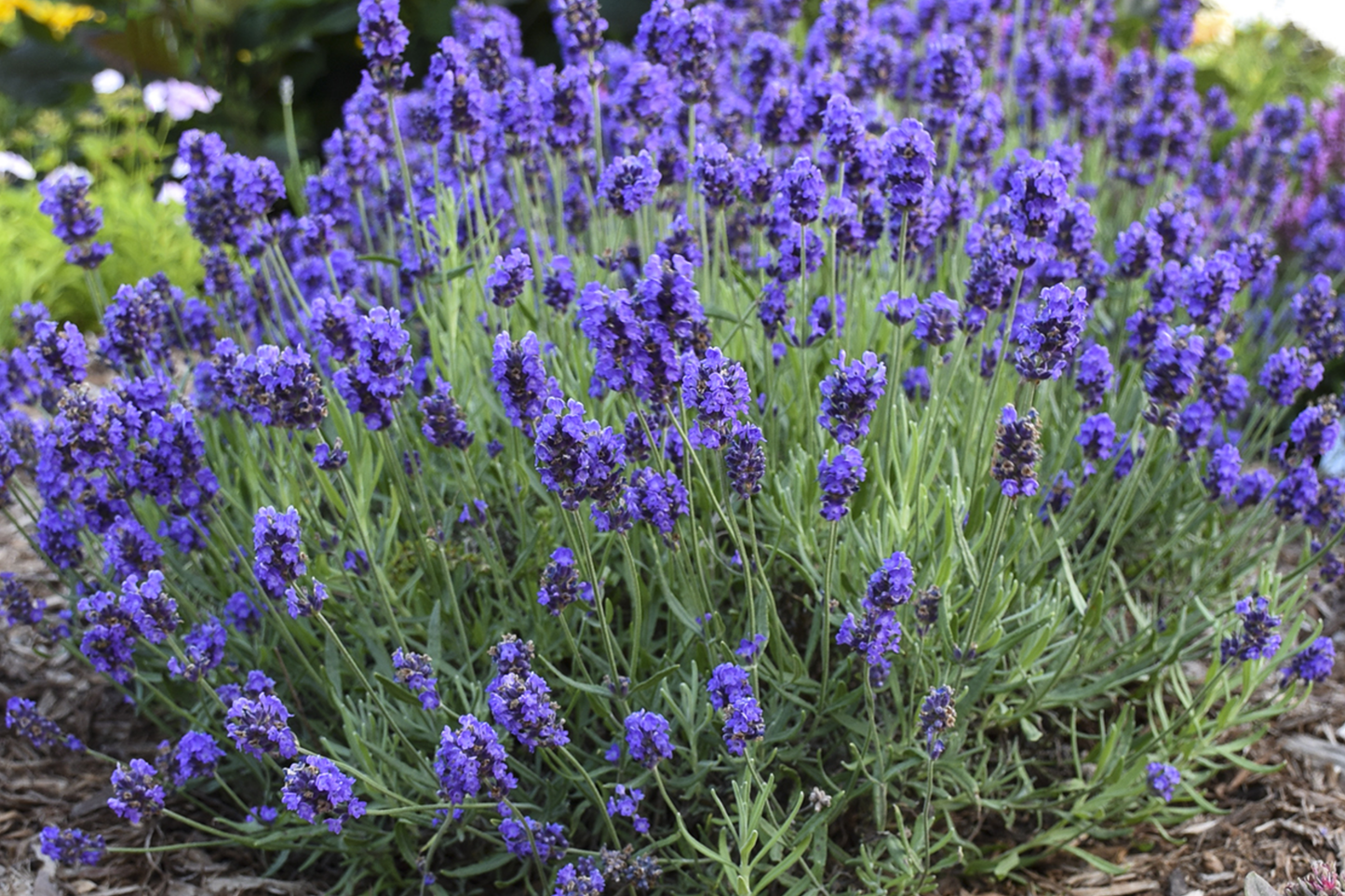 English Lavender Seeds - 50+ Seeds - Lavandula angustifolia - Perennial - Deer Resistant - USA Seller - Gritty Soil Preferred