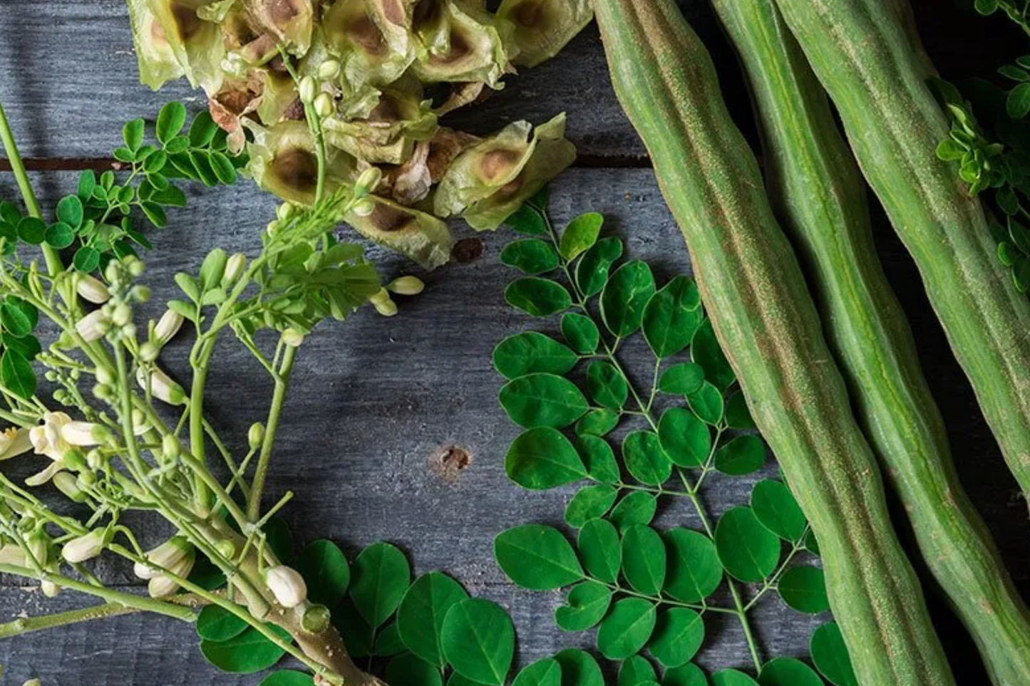 Moringa Tree Seeds - 10 Seeds, Drumstick Tree (Moringa oleifera), Tree of Life, Nutrient-Rich Superfood for Planting