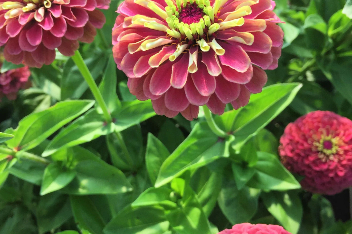 Queen Lime Red Zinnia Seeds - 100+ Unique Bi-Color Blooms - USA Grown - - Cut Flowers - Butterfly Garden - Easy Grow