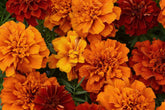 French Fireball Marigold Seeds - 25+ Bi-Color Blooms - USA Grown - - Pest Repellent - Butterfly Magnet - Easy to Grow