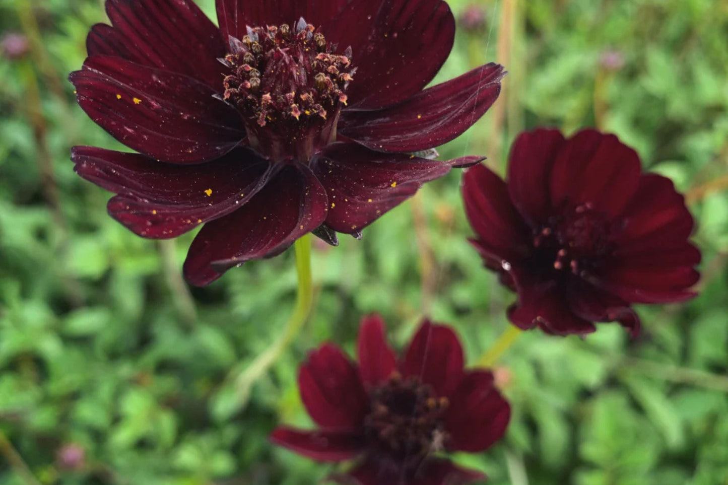 Chocolate Cosmos Seeds - 200 Rare Flower Seeds - USA Grown - - Vanilla Scented - Dark Blooms - Butterfly Attractor