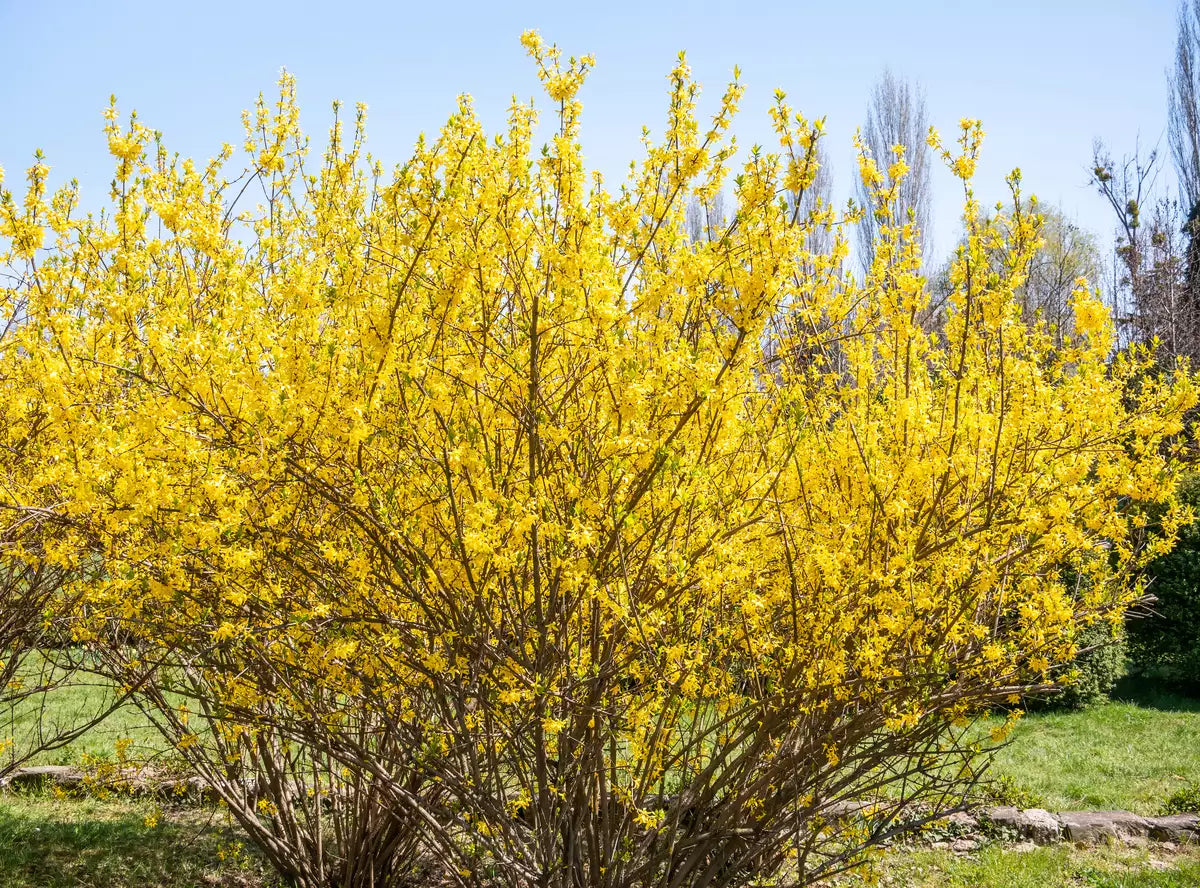 Forsythia suspensa Seeds – Golden-Bell, Weeping Forsythia, Early Blooming Ornamental Shrub (10 Seeds)