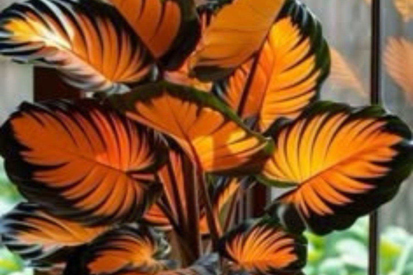 Sunburst Calathea Seeds – 25 Tropical Houseplant Seeds – USA Grown – – Easy Care – Striking Foliage – Indoor Garden