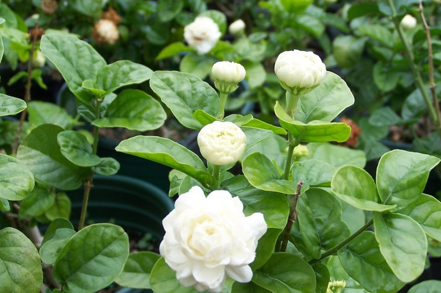 1 Starter Plant of Grand Duke of Tuscany Jasmine - Live Bare Root, 2-5 Inches Tall - Super Fragrant Flowers for Indoor or Outdoor Gardens