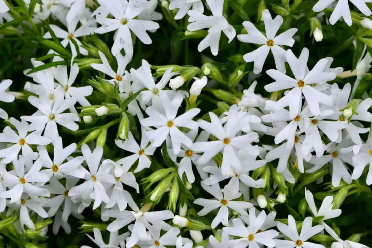 Snowflake Creeping Phlox Seeds - 100 White Ground Cover Seeds - USA Grown - - Drought Tolerant - Butterfly Garden - Perennial