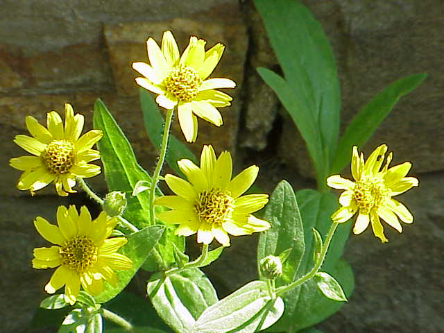 Arnica chamissonis Seeds – Meadow Arnica Wildflower, 100 Non-GMO Perennial Seeds, Native Pollinator Plant for Meadows & Gardens