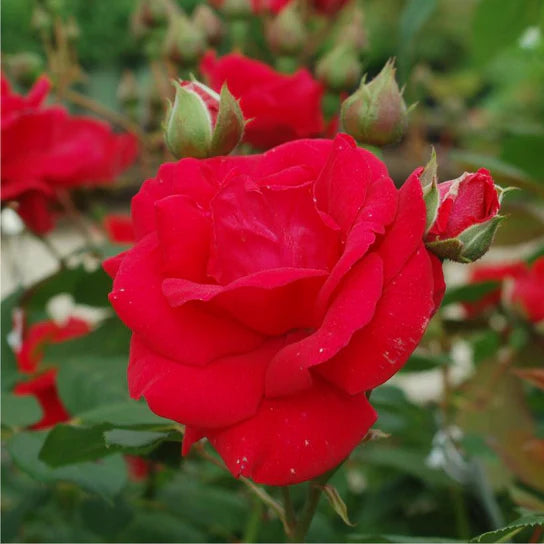 Super Rare Climbing Blaze Rose Cuttings (3) – Rosa ‘Blaze’ | Red Climbing Rose | Unrooted Cuttings for Rooting or Grafting