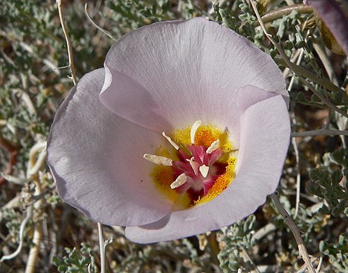 Calochortus Flexuosus Seeds (30) Winding Mariposa Lily – Native Wildflower, White to Lavender Blooms, Bulb Plant