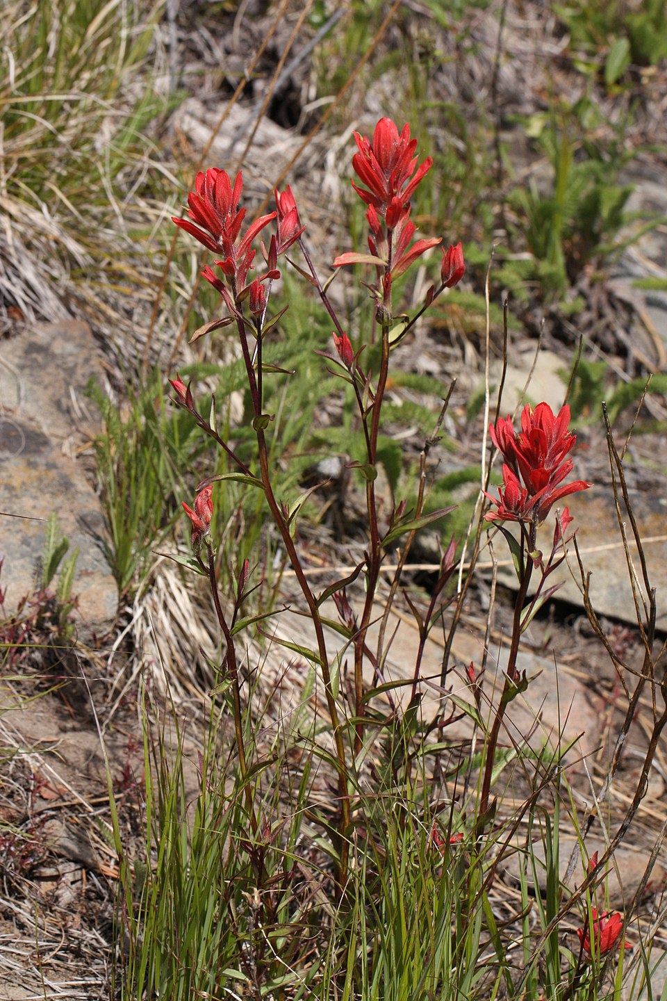 Castilleja Miniata Seeds (300) Scarlet Indian Paintbrush – Native Wildflower, Red Blooms, Pollinator Plant