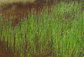 Live Spike Rush Eleocharis palustris | Hardy Aquatic Marginal Pond/Bog Plant | Bareroot Water Garden Perennial