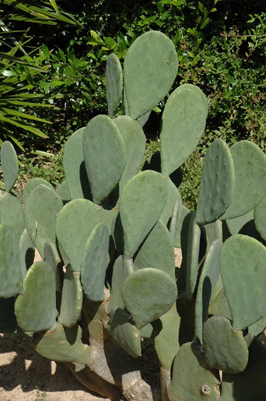 Spineless Prickly Pear Cactus – Edible Opuntia, for Growing Pads & Fruit, Nopales Organic Starter