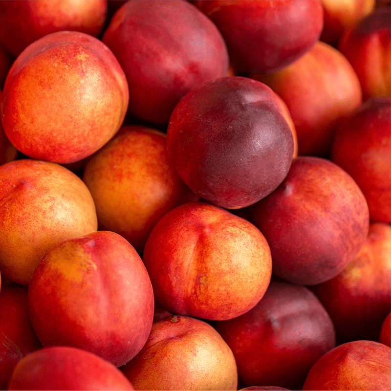 Rare Sweet Large Nectarine Cuttings – 3 Fresh Cuttings for Rooting or Grafting | Prunus persica Nectarine Heirloom Variety