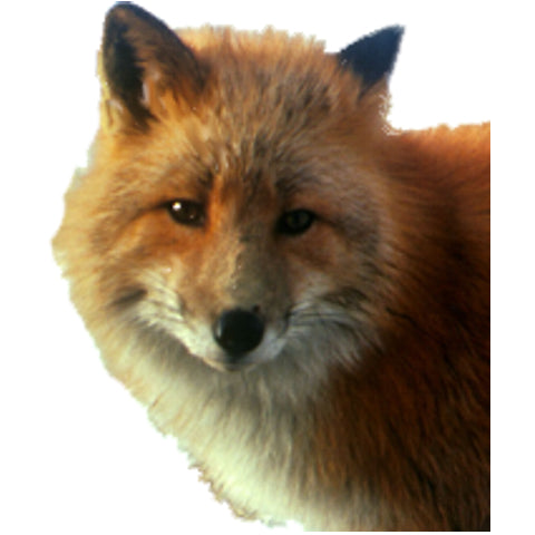 1 Gallon Pure Fox Urine