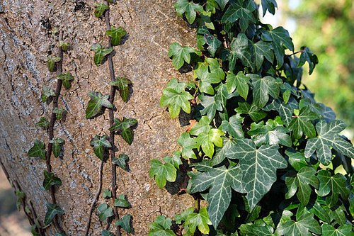 10 Rooted English Ivy Plants 6–12" – Hedera helix Live Vines, Ready to Plant, Fast-Growing Evergreen Ground Cover & Indoor/Outdoor Vine