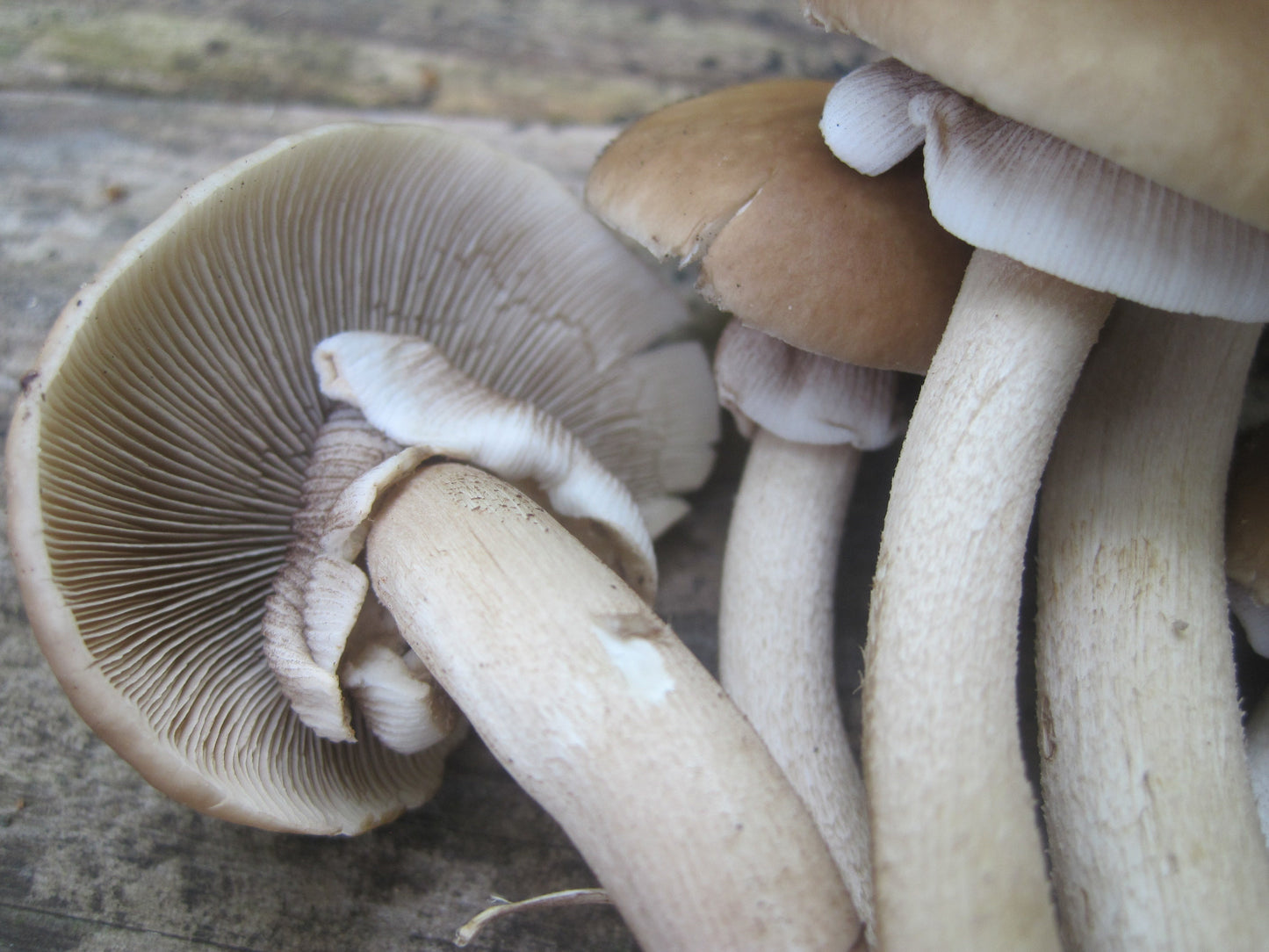 Black Poplar "Piopinno" MycoGarden Fruiting Kit- (Agrocybe aegerita)