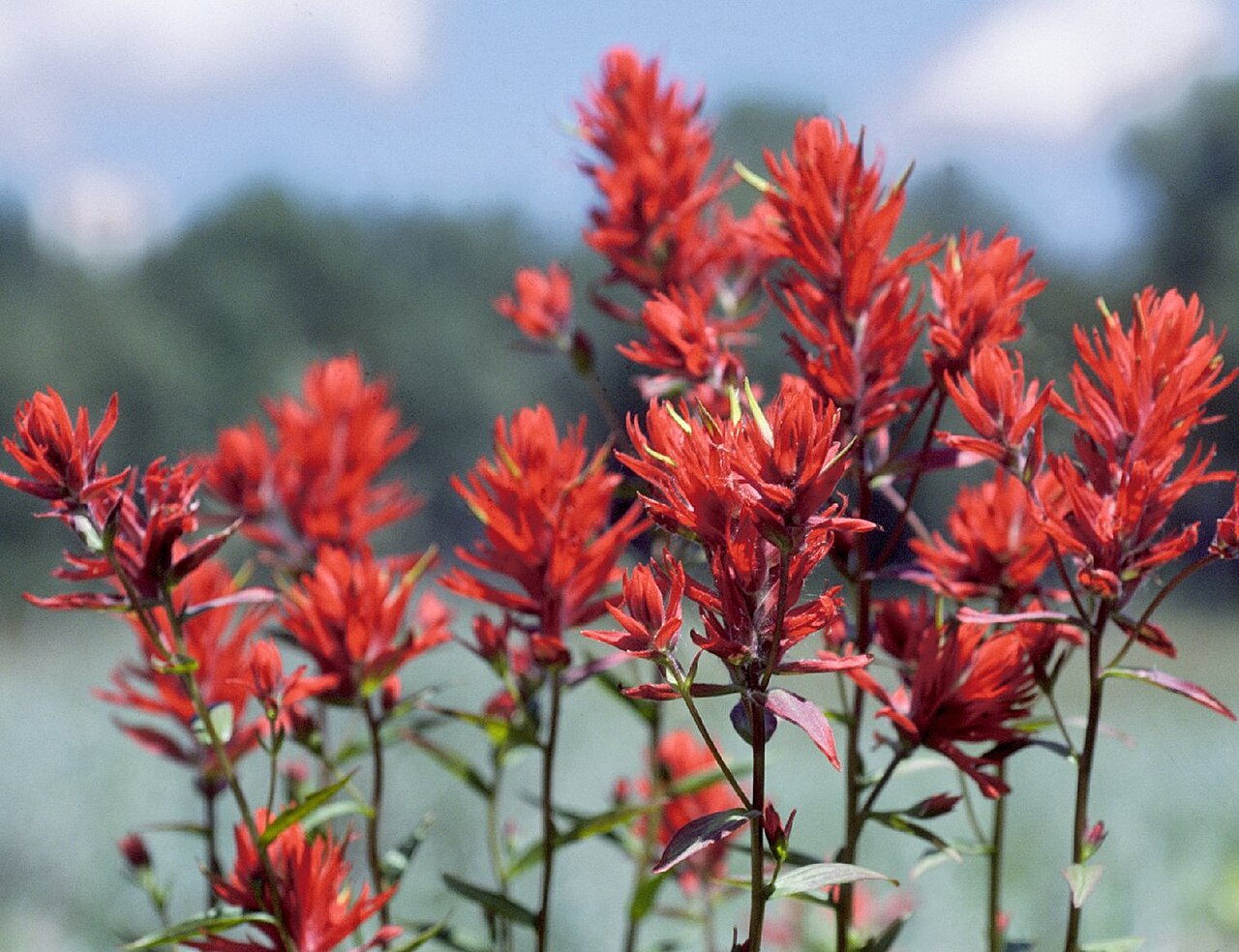 Castilleja Linariifolia Seeds (300) Wyoming Indian Paintbrush – Native Wildflower, Red Blooms, Pollinator Plant