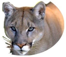 1 Gallon Pure Mt Lion Urine