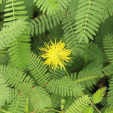 Live Water Mimosa Neptunia oleracea | Tropical Aquatic Pond Plant | Floating/Marginal Bareroot Live Plant for Water Gardens