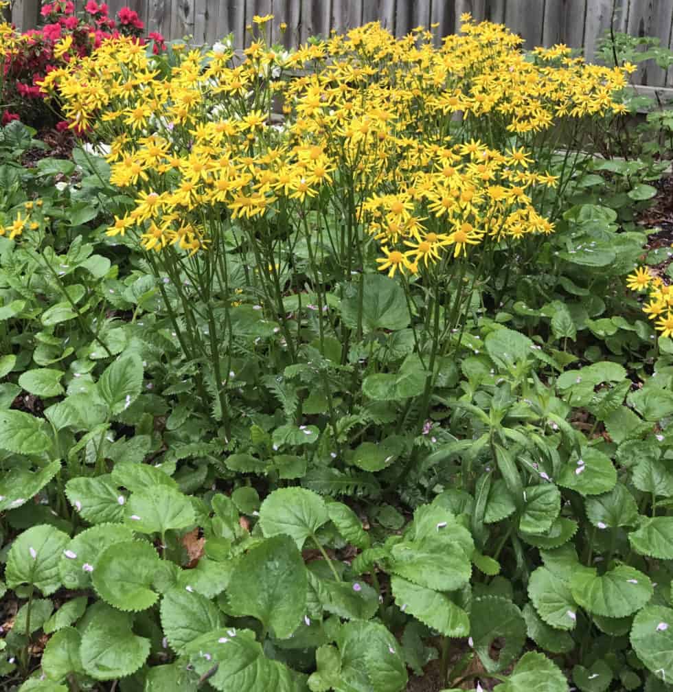 Packera Aurea Seeds (100) Golden Ragwort – Native Perennial Wildflower, Yellow Blooms, Shade & Pollinator Plant