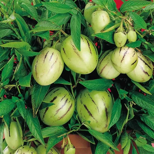 6 Kendall's Gold Pepino Melon Cuttings | Unrooted Solanum Muricatum | Rare Golden Variety, Sweet Fruit Plant, Pepino Dulce Gold