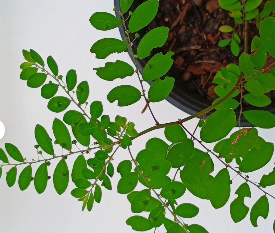 2 Organic Stone Breaker Plants 4-6 inch, Phyllanthus niruri, Chanca Piedra Herb, Live Plants
