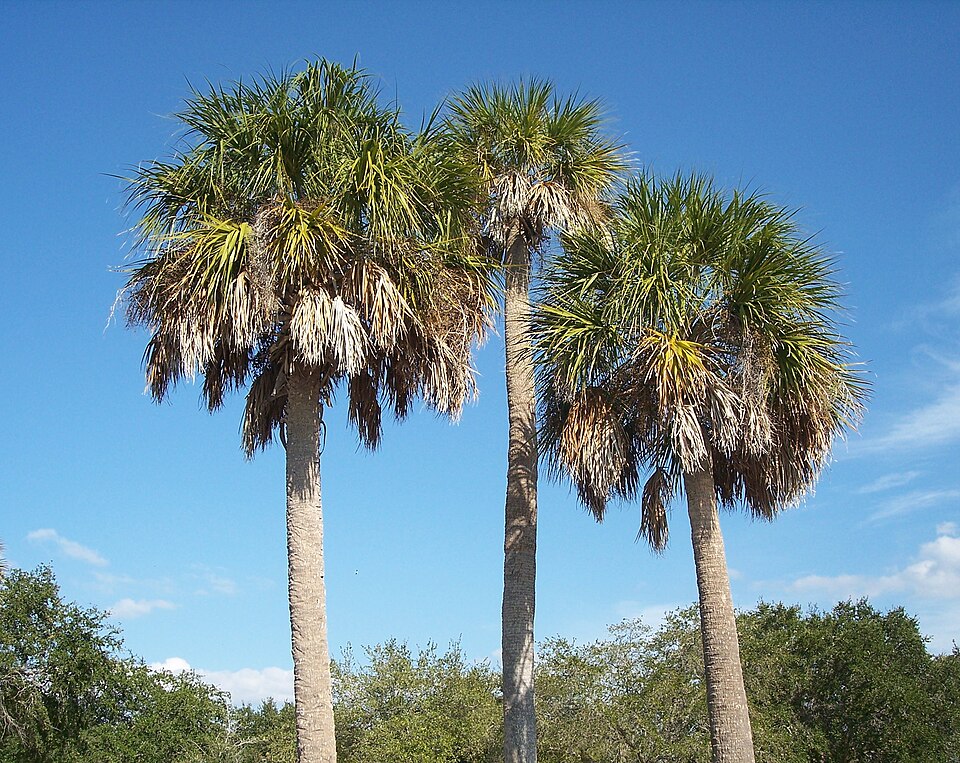 Sabal palmetto Seeds – Cabbage Palm, Palmetto Palm, Blue Palmetto, Carolina Palmetto (5 Seeds)