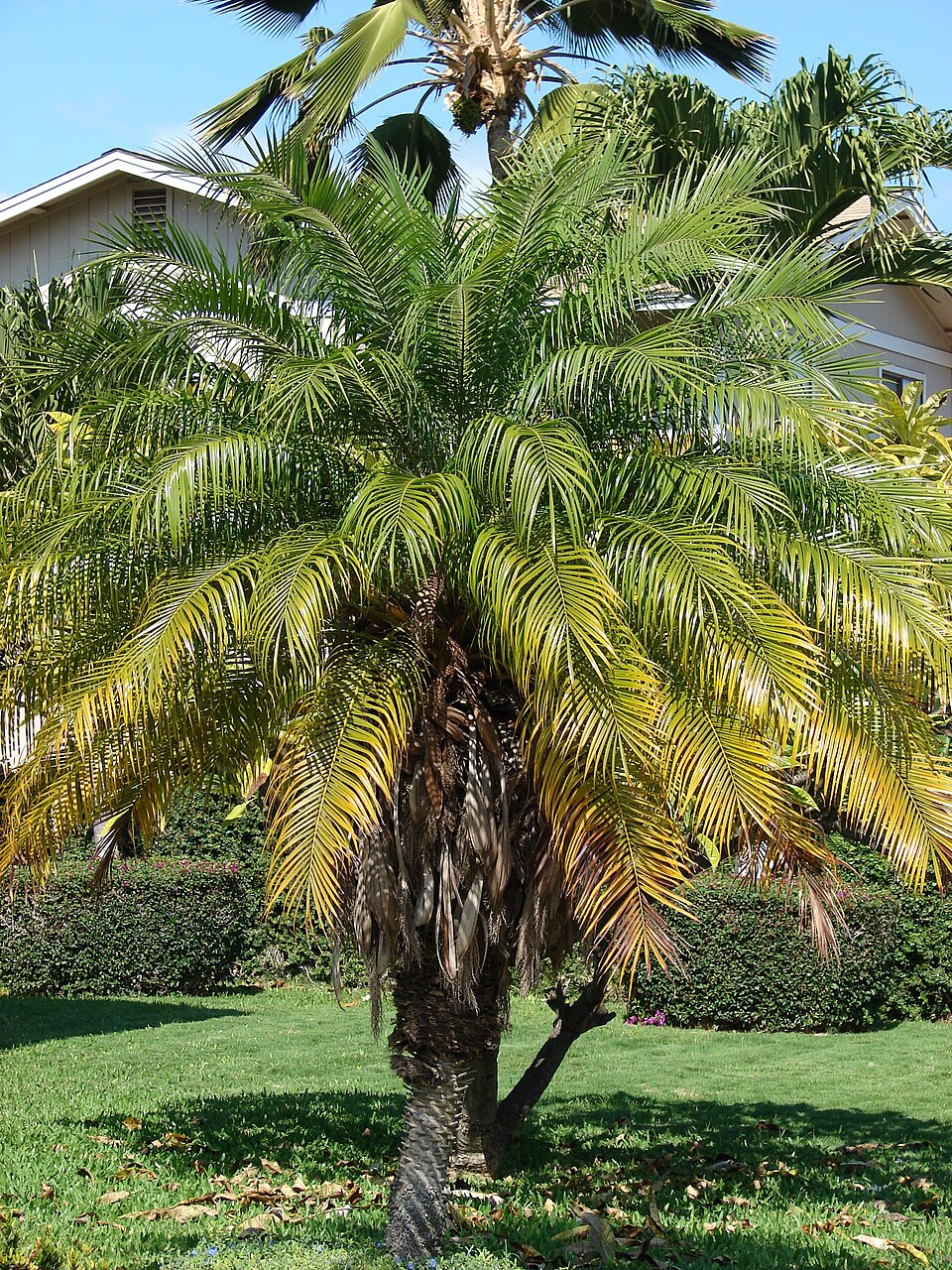Phoenix roebelenii Seeds – Pygmy Date Palm, Miniature Ornamental Palm Tree (5 Seeds)
