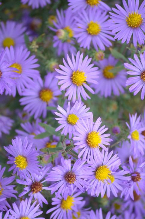 Symphyotrichum Oblongifolium Seeds (100) Aromatic Aster – Native Perennial Wildflower, Purple Blooms, Pollinator Plant